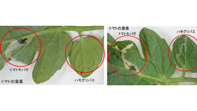 【注意報】トマト、ミニトマトにトマトキバガ　県内全域で多発のおそれ　大分県-3-2.jpg