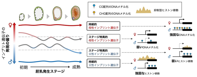 図：胚乳発生過程で異なる発現様式を示すインプリント遺伝子とその制御機構。持続的インプリント遺伝子とステージ特異的インプリント遺伝子ではエピゲノム状態が異なる