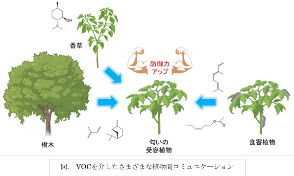 植物における匂い（VOC）の作用と認識メカニズムを総括　東京理科大_02.jpg