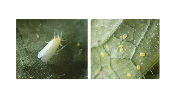 【注意報】うり科、なす科果菜類にコナジラミ類　府内全域で多発のおそれ　大阪府-s.jpg
