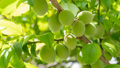 【注意報】果樹全般にカメムシ類　県内全域で多発のおそれ　愛知県