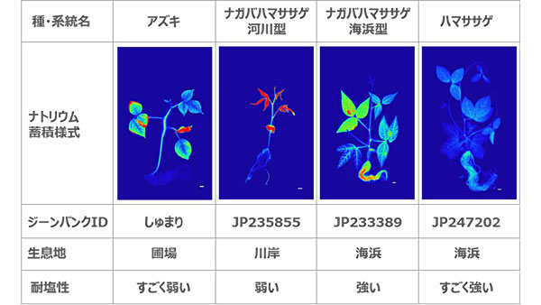 ハマササゲの耐塩性機構が明らかに　作物の耐塩性開発に期待　農研機構.jpg