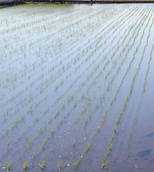 写真1：えみまるの栽培風景。田に入水した直後で苗立の揃いが良好（提供：北海道立総合研究機構）