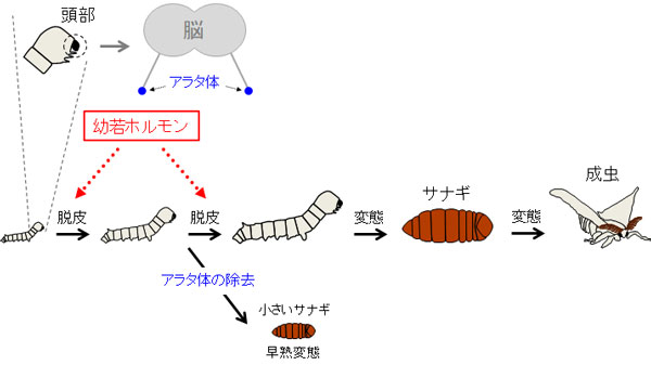 図1：昆虫の脱皮・変態と幼若ホルモン