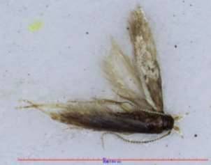 宮城県で誘殺された「トマトキバガ」の成虫（写真提供：宮城県病害虫防除所）