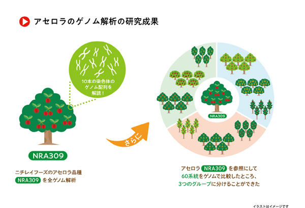 アセロラの研究促進へ　最新ロングリード技術によるアセロラ全ゲノム解読-1.jpg