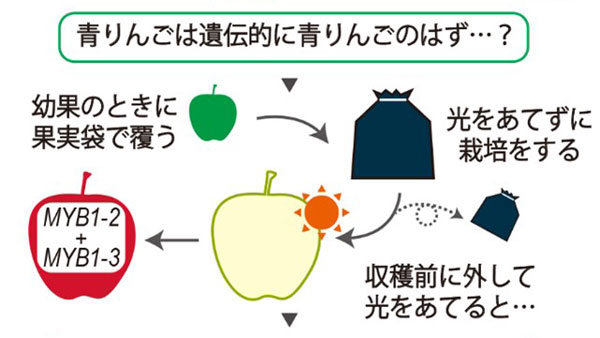 青りんごが赤くなる不思議　眠りから覚めた遺伝子が果皮の色を変えるメカニズム判明　千葉大学.jpg