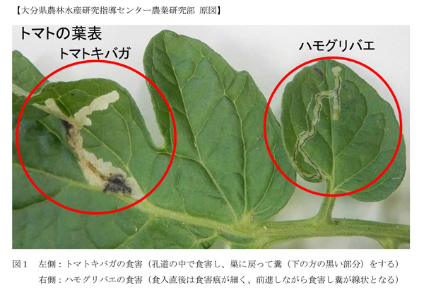 【注意報】トマト、ミニトマトにトマトキバガ　県内全域で多発のおそれ　大分県-3.jpg