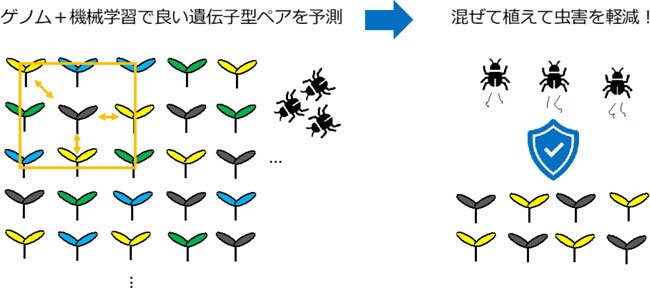 図1：同研究で確立した方法。ランダムに配置された多くの遺伝子型から隣同士の相互作用をゲノム情報と機械学習で予測して（左）、混ぜて植えるペアを効率良く選ぶ（右）。