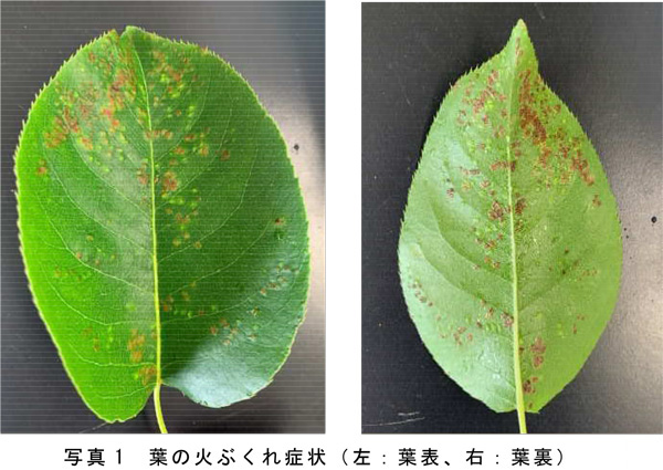 【特殊報】二ホンナシに「ニホンナシハモグリダニ」県内で初めて確認　佐賀県-2.jpg