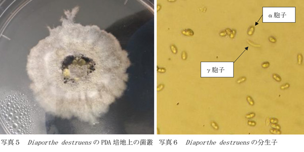 写真5　Diaporthe destruensのPDA培地上の菌叢と写真6　Diaporthe destruensの分生子（提供：福島県病害虫防除所）