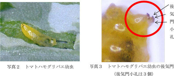 写真2：トマトハモグリバエ幼虫と写真3：トマトハモグリバエ幼虫の後気門（後気門小孔は3個）（提供：福島県病害虫防除所）