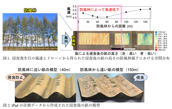 土と作物を守る防風林の効果を畑の畝の形から可視化　森林総研-3.jpg