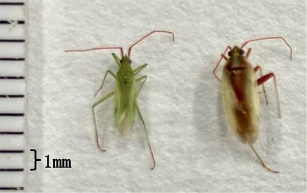 カスミカメムシ類　アカヒゲホソミドリカスミカメ成虫（左）とアカスジカスミカメ成虫（提供：千葉県農林総合研究センター）