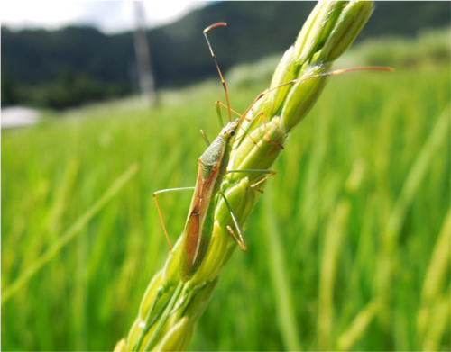 クモヘリカメムシ（体長15～20mm）（提供：岐阜県病害虫防除所）