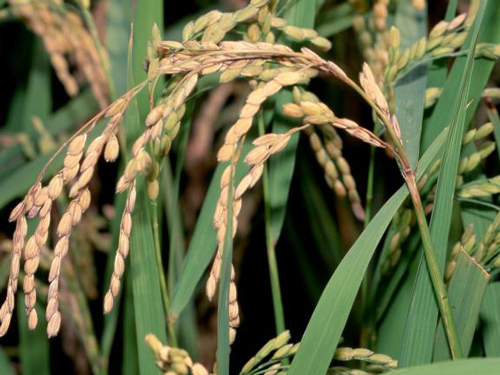 写真3：穂いもち（穂首いもち）の症状（提供：高知県病害虫防除所）