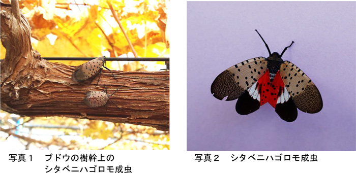 写真1：ブドウの樹幹上のシタベニハゴロモ成虫と写真2：シタベニハゴロモ成虫（提供：富山県農林水産総合技術センター　病理昆虫課）