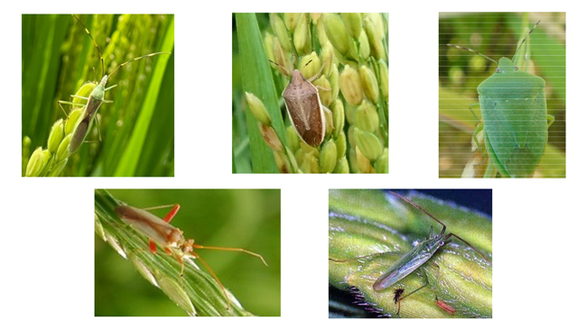上段左から、クモヘリカメムシ成虫（体長15～17mm程度）、 イネカメムシ成虫（体長16mm程度）、 ミナミアオカメムシ成虫（体長12～16mm程度）、  下段左から、アカスジカスミカメ成虫（体長5～6mm程度） アカヒゲホソミドリカスミカメ成虫（体長5～6mm程度）（写真提供：山口県病害虫防除所）