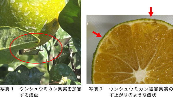 シュウミカン果実を加害する成虫とウンシュウミカン被害果実のす上がりのような症状（提供：和歌山県農作物病害虫防除所）