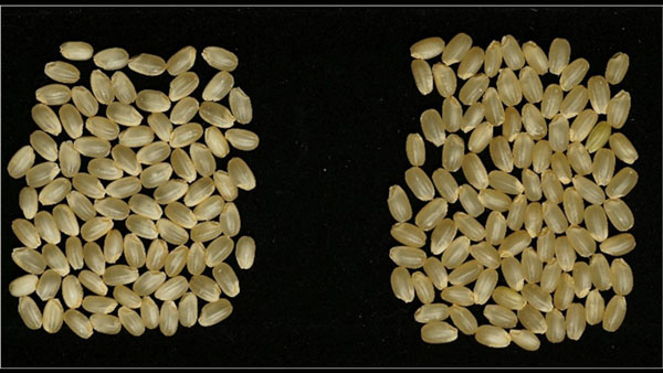 2019年の登熟期異常高温年における「コシヒカリ」（左）と「にじのきらめき」の玄米（上越研究拠点のほ場で収穫）