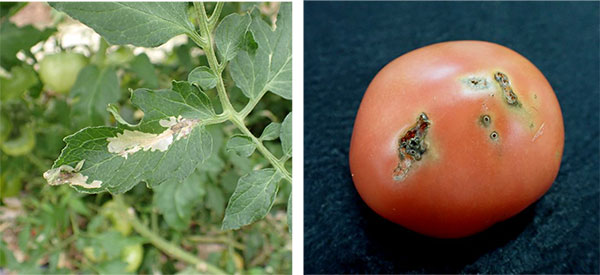 トマト葉の食痕とトマト果実の食痕黒色