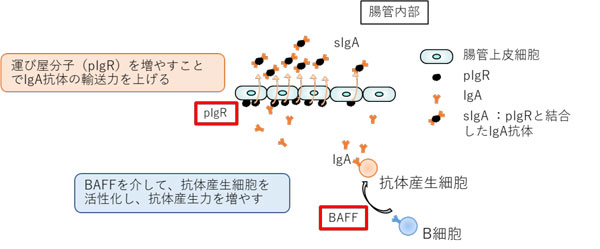 図1：腸管内sIgA抗体量を維持するためのしくみ