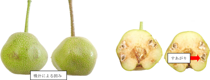 左から、果樹カメムシ類による被害果なし、果樹カメムシ類による被害果断面なし（提供：広島県西部農業技術指導所）