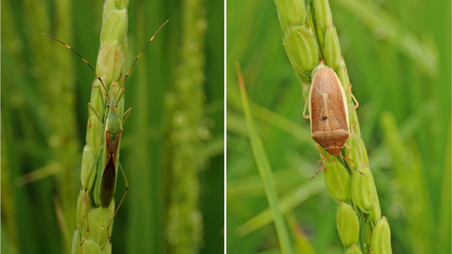 写真1：クモヘリカメムシ成虫（左）、写真2：イネカメムシ成虫（提供：高知県病害虫防除所）