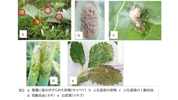 【注意報】野菜・花き類にハスモンヨトウ　県内全域で多発　三重県-2_2.jpg