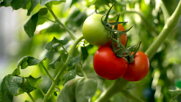 名古屋大学で開発を進める高糖度トマト