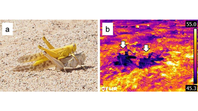 サバクトビバッタの産卵行動を解明　オスが「日傘」となり産卵を保護　国際農研.png