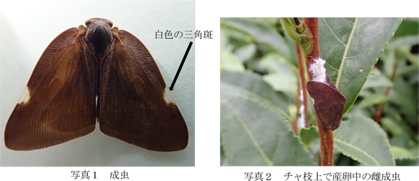 写真1：成虫と写真2：チャ枝上で産卵中の雌成虫（提供：埼玉県病害虫防除所）