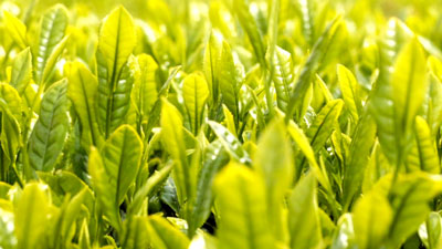 【注意報】5月から増加傾向　茶にチャノミドリヒメヨコバイ　県下全域で多発のおそれ　宮崎県