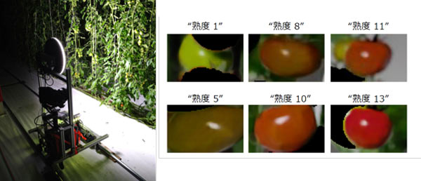 ハウス内の観測用レーンの横に移動式カメラを走行させトマトの動画撮影