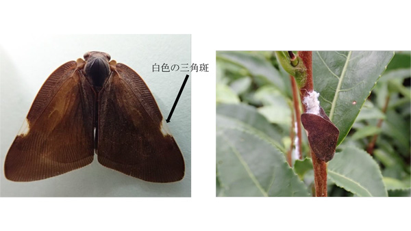 【特殊報】チュウゴクアミガサハゴロモ　県内で初めて確認　埼玉県-2_4.jpg