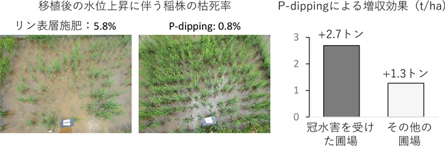 図2.P-dippingによる冠水害の回避効果