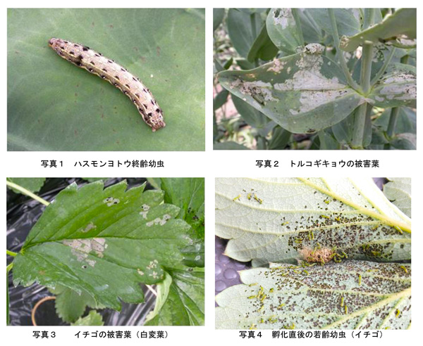 【注意報】野菜類・花き類にハスモンヨトウ　県内全域で多発のおそれ　福島県.jpg