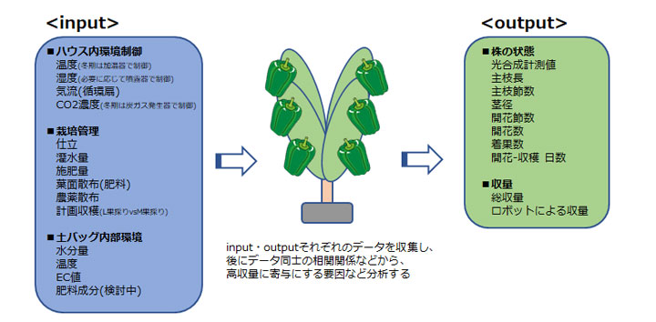 「再現可能な農業」の実現へ　ピーマン生育データ収集の取り組み開始　アグリスト_02