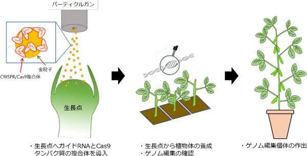 DNAを用いないダイズのゲノム編集方法のイメージ。外来DNAを導入することなくゲノム編集個体が作出できる。