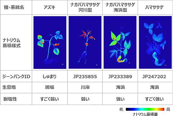 アズキ、ナガバハマササゲ（河川型・海浜型）およびハマササゲのナトリウム蓄積様式および特性情報