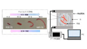 ネムリユスリカ幼虫を用いて