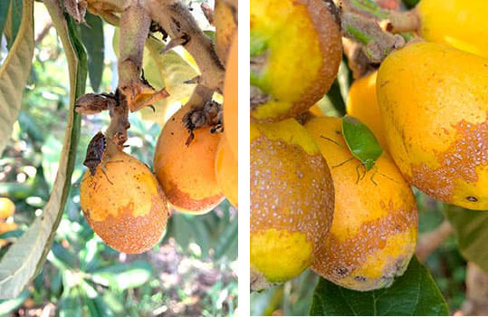【注意報】果樹全般に果樹カメムシ類　県内全域で多発のおそれ