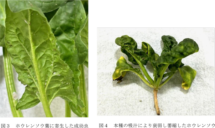 図3：ホウレンソウ葉に寄生した成幼虫と図4：クロテンコナカイガラムシの吸汁により衰弱し萎縮したホウレンソウ（提供：神奈川県農業技術センター）