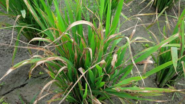 写真2：葉いもちによるずり込み症状（提供：高知県病害虫防除所）