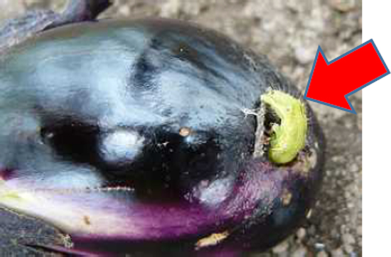 写真2：ナス果実に食入するオオタバコガ幼虫（矢印）（提供：群馬県農業技術センター）