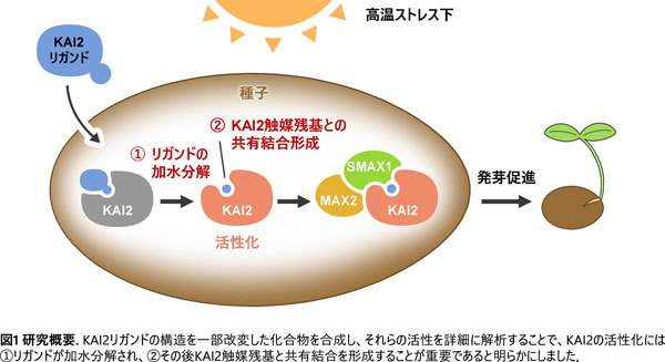 高温ストレス下で植物の発芽を調節　タンパク質の活性化機構を解明　明治大