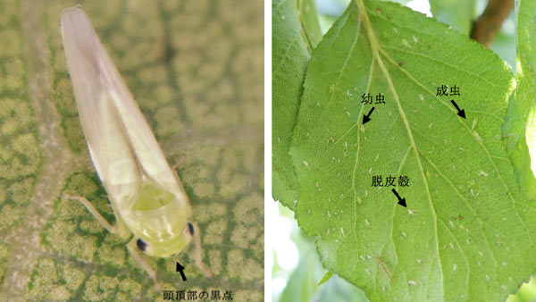 モモヒメヨコバイ成虫・成虫および幼虫が寄生したウメの葉裏（写真提供：神奈川県農業技術センター）
