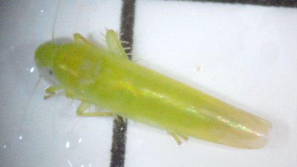 チャノミドリヒメヨコバイ成虫（提供：熊本県病害虫防除所）