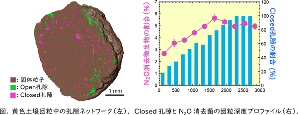 図： 黄色土壌団粒中の孔隙ネットワーク（左）、Closed孔隙とN2O消去菌の団粒深度プロファイル（右）