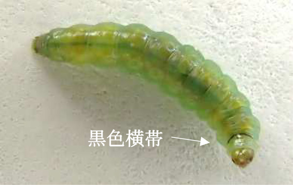 【特殊報】トマトにトマトキバガ　県内の農産物に初めて確認　愛知県-写真１.jpg